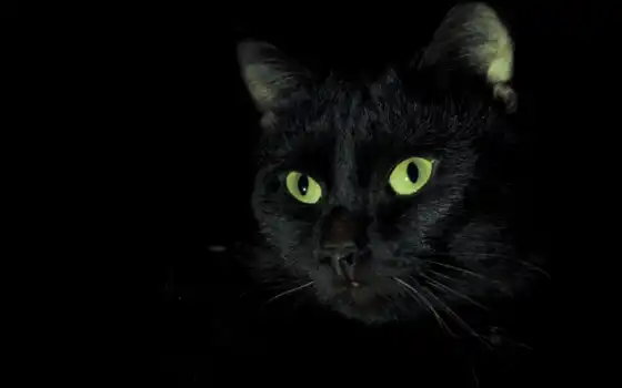 кошки, кот, черная, коты, черной, black, zhivotnye, морда, котики, 