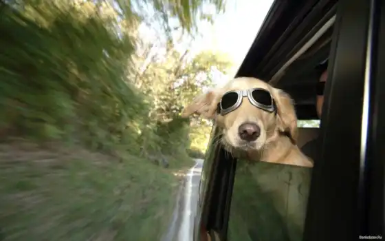 dog, окна, funny, catching, cool, air, free, hund, выглядывает, картинка, природа, дорога, нравится, desktop, машина, 