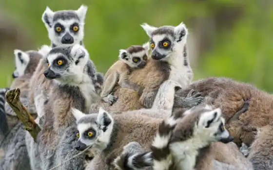 animal, lemur, мадагаскар, семья, unusual, print