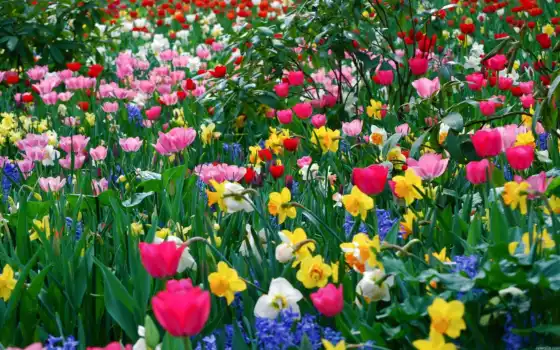 spring, цветущее, великолепие, field, 