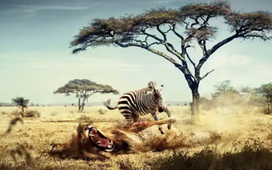 funny, zebra, lion, pictures, animal, wild, animals, льва, напала, desktop, humor, 