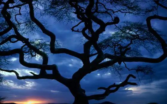 дерево, силуэт, закат, скрюченный, shape, unusual, фон, branch, vetvistyi, танзания