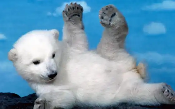 bear, polar, cute, bears, animals, 