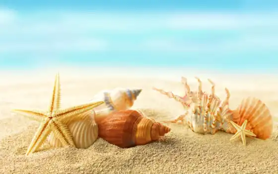 пляж, море, ракушки, sunshine, sun, песок, звезды, summer, 