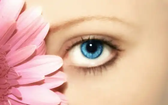 eyes, глаз, flower, красоты, гербера, with, салон, 