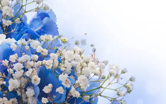 цветы, белые, синие, клипарт, весенние, 