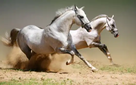 лошади, белые, лошадей, пыль, 