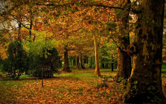 мадрид, осень, испания, campo, park, листья, природа, ствол, trees, 