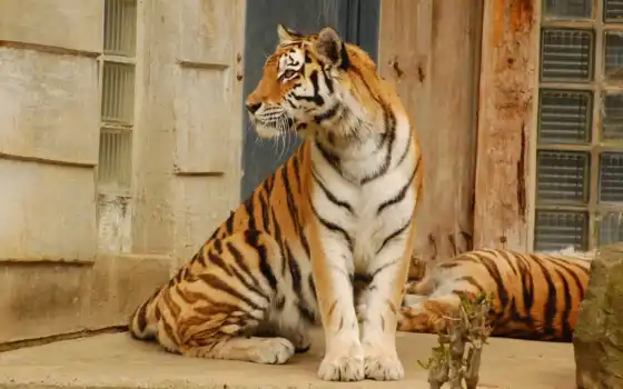 тигр, хищник, красавец, картинка, animals, animal, wild, кот, картинку, tigers, desktop, горизонтали, имеет, 