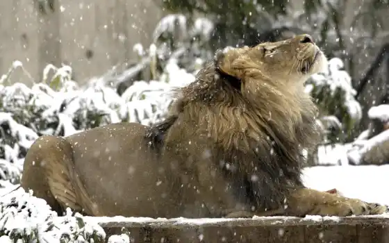 снег, картинка, lion, beauty, животные, вверх, смотрит, снежинки, снегу, cold, winter, 