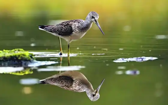 птица, water, отражение