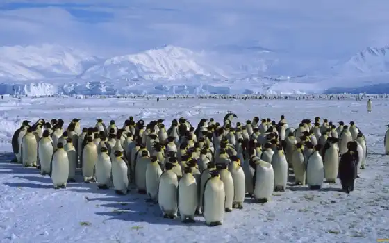 пингвинов, пингвины, антарктиде, пингвин, пингвинам, яndex, интересные, антарктики, антарктида, антарктиду, 