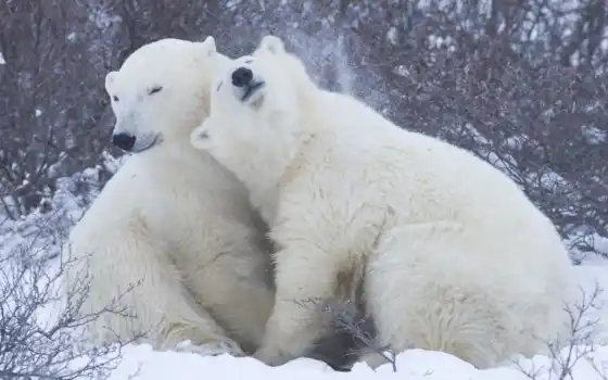 медведи, белые, медведь, bears, polar, zhivotnye, white, arctic, 