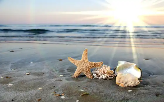 ракушки, песок, море, summer, water, waves, star, пляж, ocean, красивые, 
