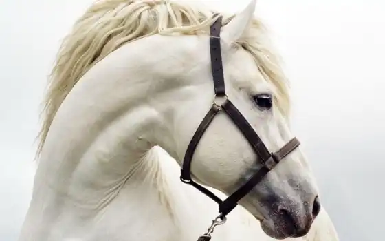 white, wallpaper, horses, животные, лошади, hd, desktop, лошадь, wallpapers, you, animal, все, 