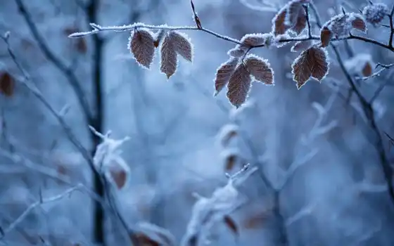 winter, дерево, иней, лист, природа