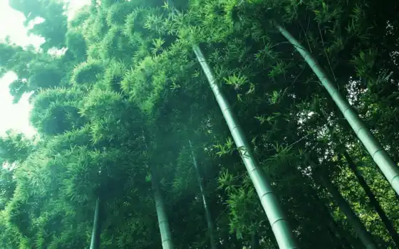 лес, бамбук, kyoto, japanese, японии, сагано, сегодня, everything, набирает, 