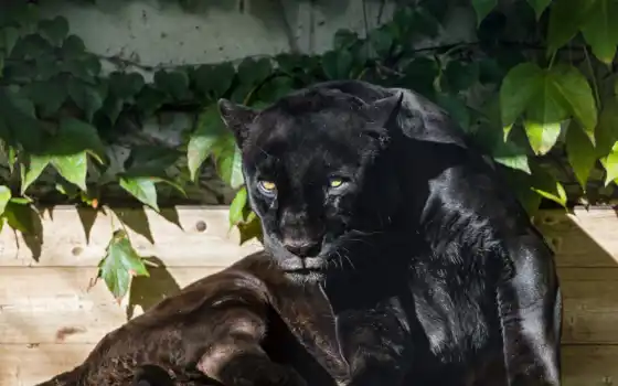 jaguar, black, кот, panther, wild, хищник, sun, animals, animal, 