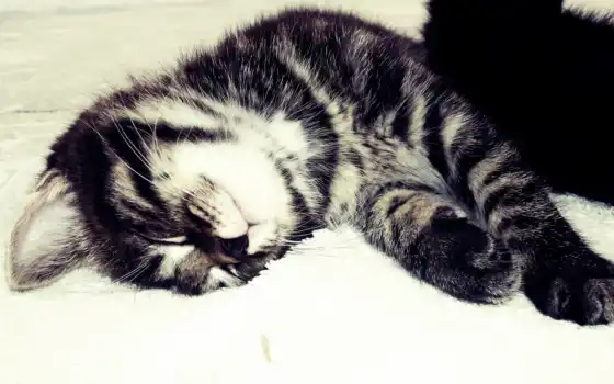 кот, sleeping, striped, nice, серый, котенок, 