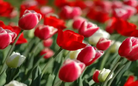 природа, wallpapers, wallpaper, скачать, картинка, изображение, red, un, es, бесплатные, share, всех, тюльпаны, descargar, tulips, priroda, spring, floricultor, 