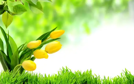тюльпаны, цветы, желтые, листья, трава, пасха, праздники, букеты, 