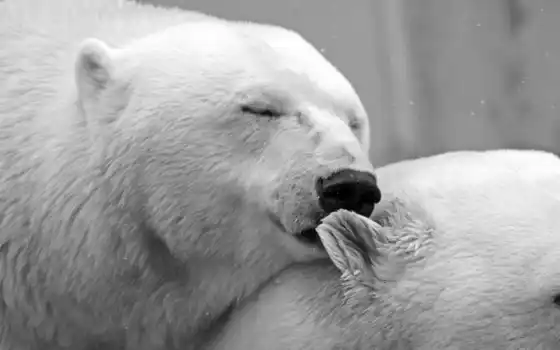 медведь, white, love, polar, медвежий, владелец, проект, февраль, arctic, мишка, эксперт