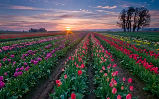 fields, tulip, sunset, nature, flowery, flowers, spring, field, summer, farm, colorful, town, love, растения, именно, 