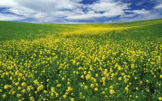 цветы, лето, природа, облака, нравится, луг, цветущий, field, mustard, fields, landscapes, трава, like, yellow, луга, pozemok, летние, красивые, vista, 