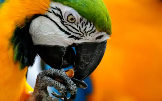 wallpaper, macaw, blue, and, yellow, desktop, изображения, parrot, animals, hd, 