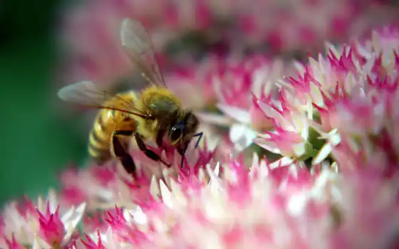 пчела, нектар, цветок, розовый, макро, животные, собирает, пыльца, картинка, природа, пчелы, 