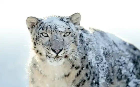 white, гепард, леопард, снег, zhivotnye, тигр, 