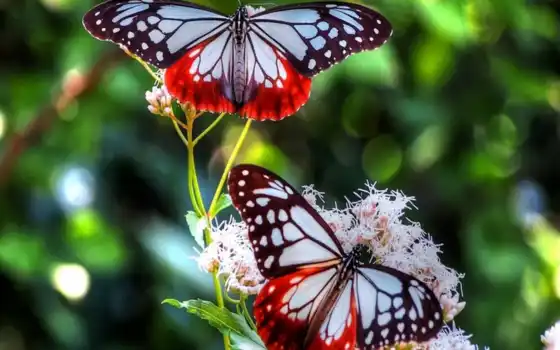 бабочки, бабочка, две, красивых, цветке, красивые, fone, blue, размытом, природа, flowers, 