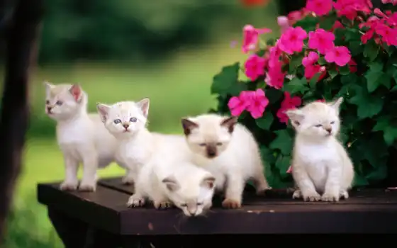 котята, обои, милые, малыши, маленькие, цветы, кот