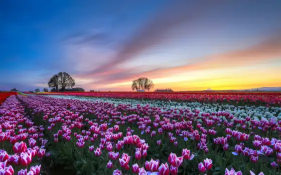 paisajes, flores, hermosos, tulipanes, fondos, campo, primavera, gratis, fascinantes, para, paisaje, 