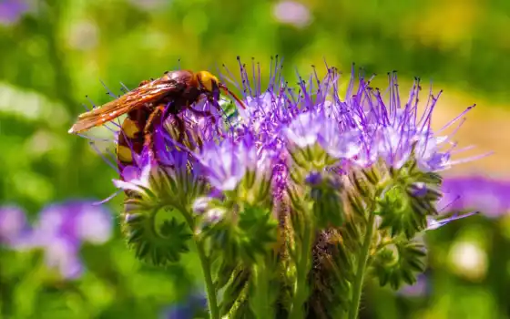 пчелка, цветы, yellow, мед, ноутбук, насекомое, purple