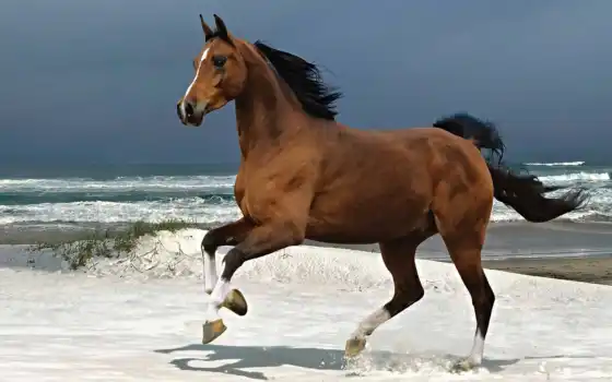 лошадь, красивый, животное, kartinka