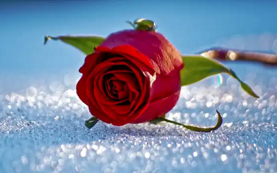 роза, снег, flowers, red, фон, desktop, high, 