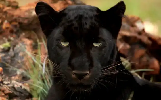 black, леопард, пантера, большая, глаза, кот, леопарды, хищник, черная, 