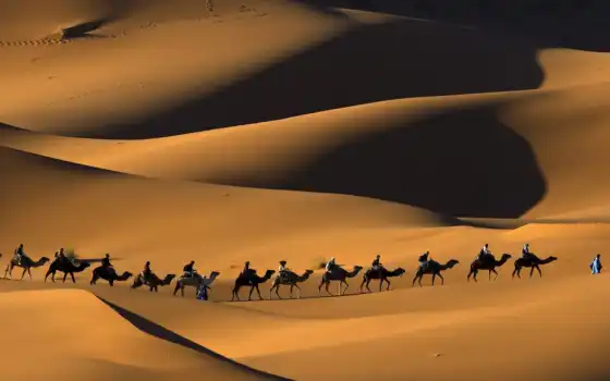 пустыня, сахар, camel, песок