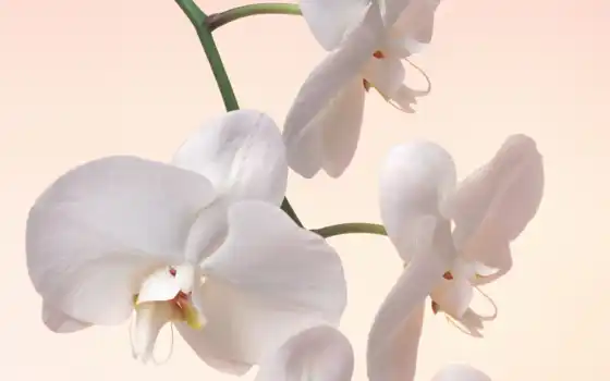орхидеи, цветочные, композиции, размером, 
