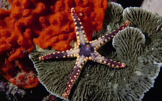 star, marine, красивый, coral, see, purple, red, unusual, миро