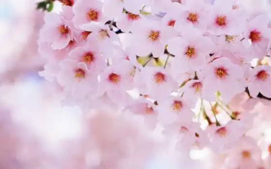 цветы, сакур, cherry, funart, цветение