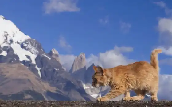 кот, гора, путник