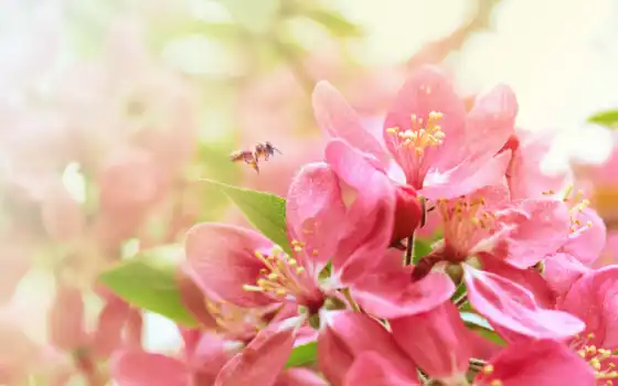 весна, цветы, Сакура, цветение, branch, пчелка, лепестки, красавица, 
