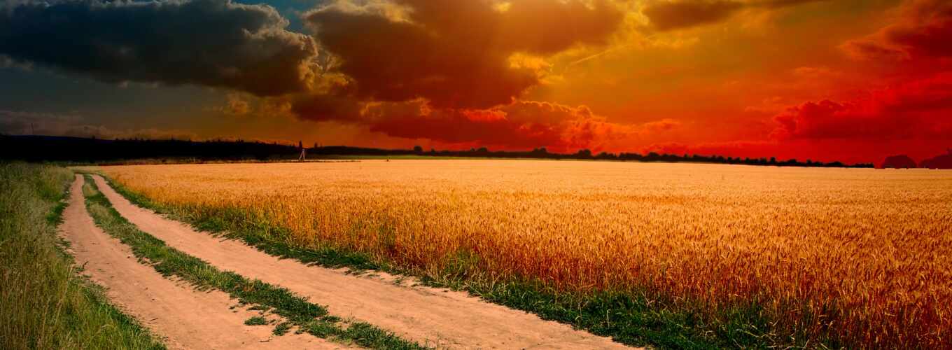 sky, ipad, sun, grass, sunset, road, field, trees, ears of corn, cloud, margin
