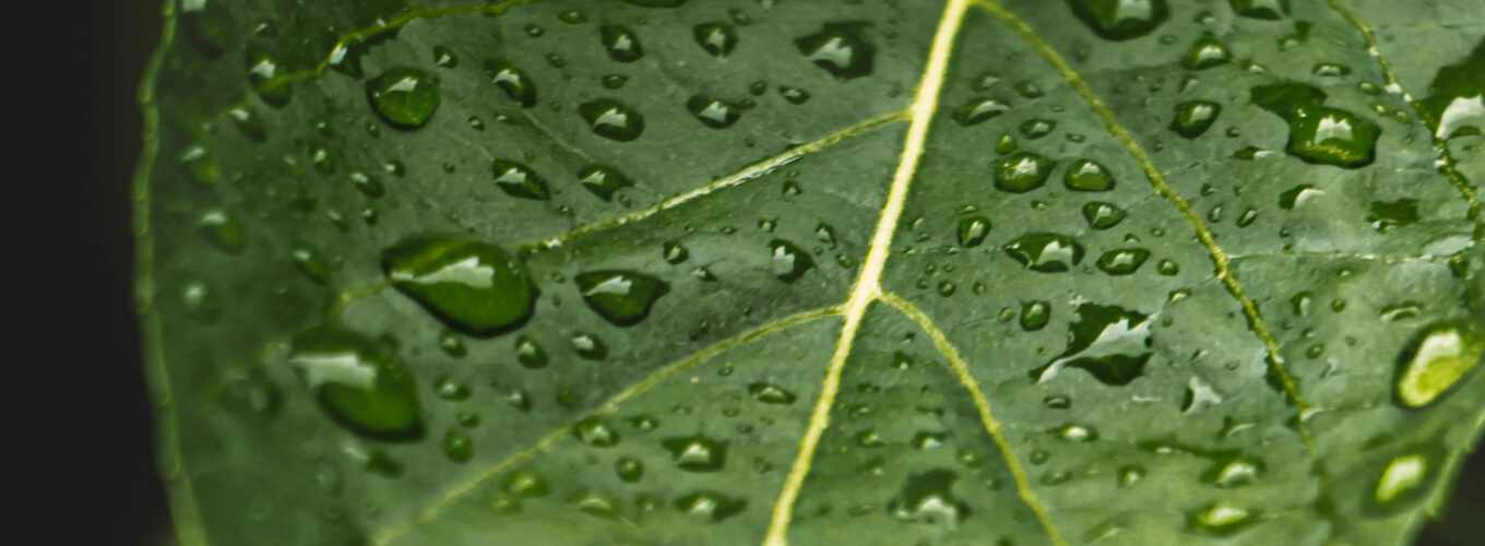 drop, mobile, wet, leaf