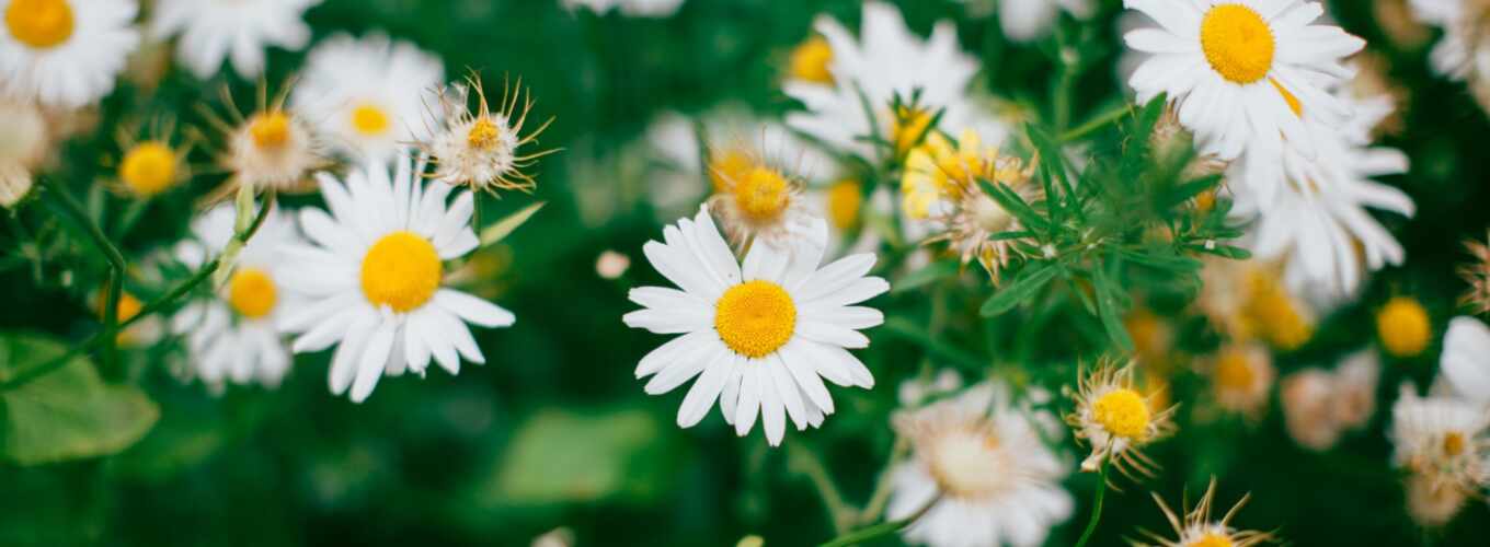 фото, free, flowers, цена, daisy, китаянка, aliexpress, pixabay