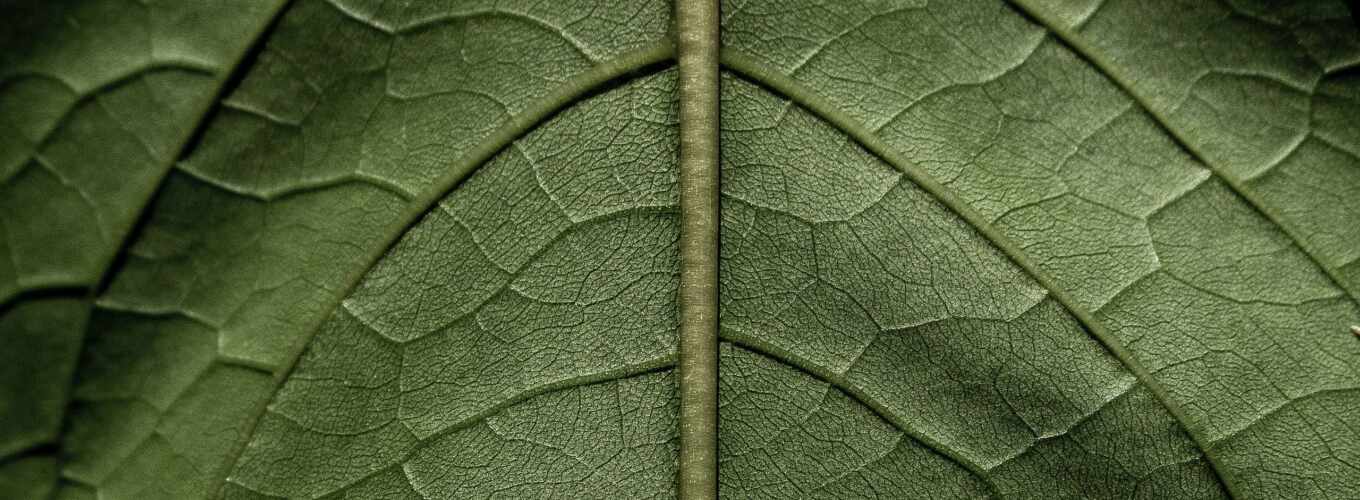 green, in, leaf