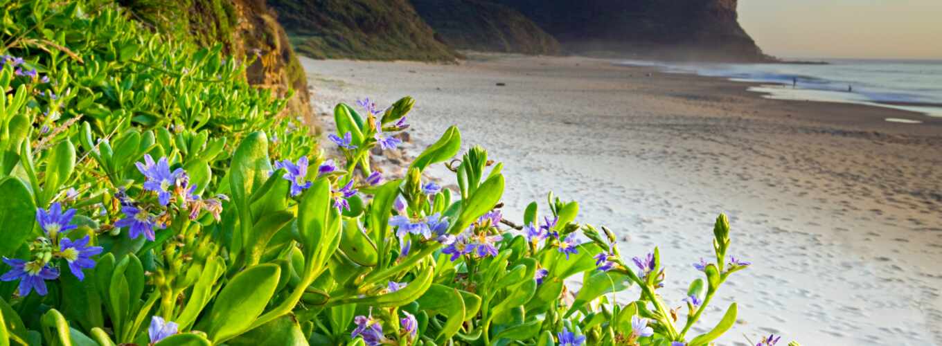 nature, beach, sea, high, cvety