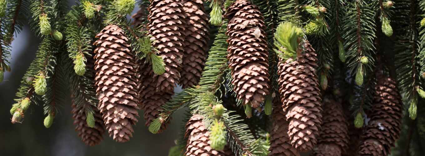 forest, Christmas tree, cones, branches
